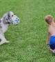 Soccer Dog Steals the Ball