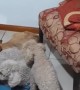 Dogs Steal Blanket From Friend