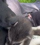 Pupper Plays With Baby Raccoons