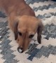Garbage-Digging Dachshund Freezes in Guilt