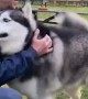 Happy Husky Humps Pub Patron