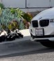 Skunk Family Conquers Sidewalk Curb
