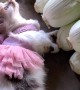Ballerina Kitten At The Market