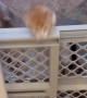 Kittens Climb Over Baby Gate