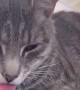 Cat Falls Asleep With Tongue Out