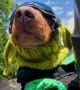 Motorcycling Doxie Has Teeth Whipped By Wind