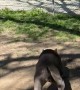 Crust the Rescue Dog Swinging Around