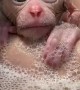 Baby Monkey Takes a Bath