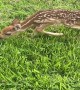 Lone Fawn Bonds With Friendly Dog
