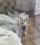 Tall Playpen Doesn't Contain Determined Puppy