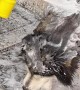Using a Foam Lance to Bathe a Husky