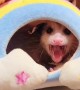 Opossum Has a Beat the Band Type of Attitude