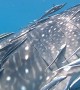 Whale Shark Escorts Fish Friends
