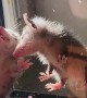 Baby Opossums Eating Crickets