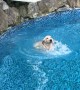 Cute Recovery After Slipping Into Pool