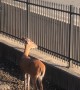 Lost Deer Wanders Down New Jersey Train Tracks