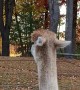 Alpaca Spots Danger