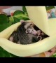 Opossum Joeys Cram Together for Cozy Snooze