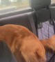 Golden Retriever Dances in the Backseat