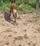 Malinois Does Climbing Tricks In Texas