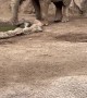 Elephant Saves Gazelle From Drowning