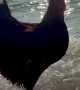 Even Chickens Love the Beach