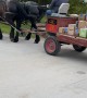 Island Packages Delivered By Pony Express