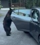Bear Gives Family a Fright in Gatlinburg, TN