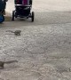 Squirrels Stealing Food Out of Baby Strollers