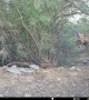 Bobcat Confronts a Diamondback Rattlesnake
