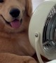 Golden Retriever Pup and His Biggest Fan