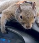 Pet Squirrel Just Hanging on for the Ride