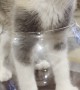 Kitten Breaks a Glass Bowl