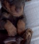 Baby Dachshund Has Velvety Bunny Ears