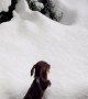 Mini Dachshund Pup Jumps Into Fresh Snow