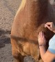 Horse Had Enough Scratching