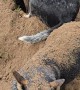 Cattle Dog Buried By Her Sister