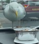 Seagull Sees Food and Pecks Windshield
