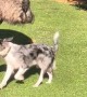 Border Collie Plays With Emu
