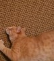 Orange Cat Crawls Sideways in Circles