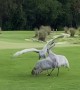 Sandhill Cranes Go at It on the Golf Course