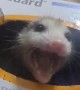 Baby Opossum Hiding in a Box of Gloves