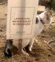 Cat Carries Out Landscape Improvement