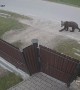 Bear Climbs Over Fence