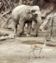 Elephant Rescues Drowning Gazelle