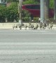 Giant Family of Geese Cross the Road