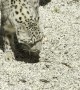 Snow Leopard Pulls Off an Incredible Backflip