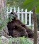 Baby Bear Cubs Nurse From Their Mother