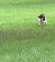Basset Hound Ears Flop in the Wind