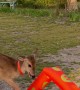 Deer Does Battle With Wacky Inflatable Tube Man